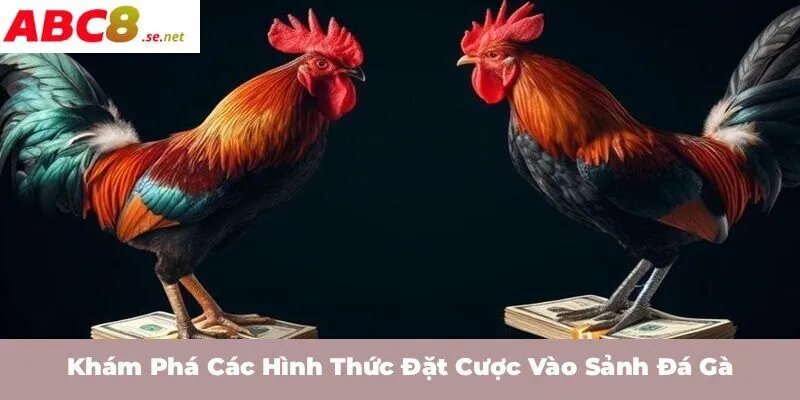 Khám phá các hình thức đặt cược vào sảnh đá gà
